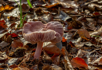 Mushrooms - An old pink mushroom (Ritterling) standing in the midst of the autumn foliage.