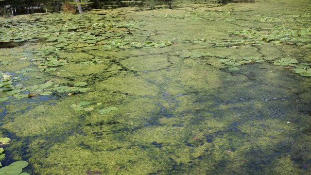 Pond with Nenuphar and Algae in Summer. Pan View. 4K