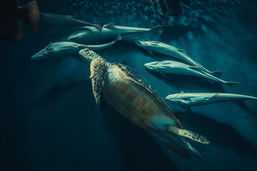Beautiful sea turtle during snorkeling under water.