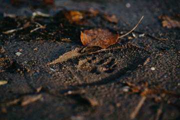 Das Meer im Herbst