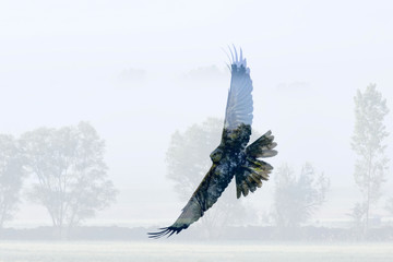 Abstract nature and birds. Double exposure effect. Nature background.