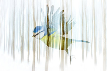 Abstract nature and birds. Double exposure effect. Nature background.