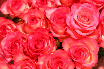 Beautiful fresh bright roses as background, closeup. Floral decor