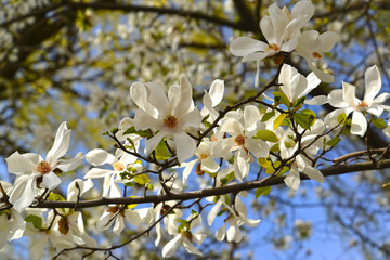 Magnolia kobus DC. Branch with flowers
