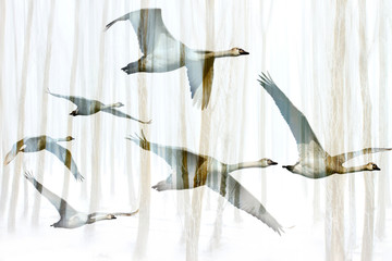 Abstract nature and birds. Double exposure effect. Nature background.