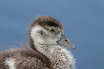 Portrait of a young goose