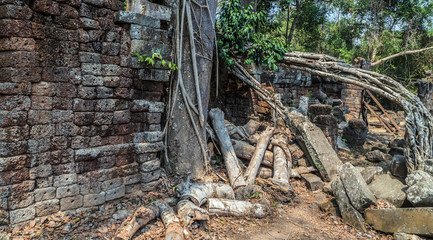 Angkor wat jungle in Siem Reap Cambodia.