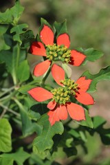 Fototapeta premium Euphorbia pulcherrima