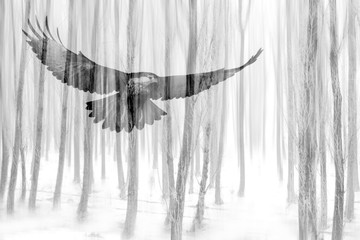 Abstract nature and birds. Double exposure effect. Nature background.