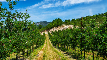 Fototapeta na wymiar Summer background. Beautiful nature scene with apple trees. Sunny day. Beautiful orchard. Apple orchards in the Sarca Valley, Italian Alps. Trentino Alto Adige, Italy, Europe.