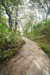 Stream crossing a leafless forest, belonging Ses Fonts Ufanes, natural water attraction in Mallorca.