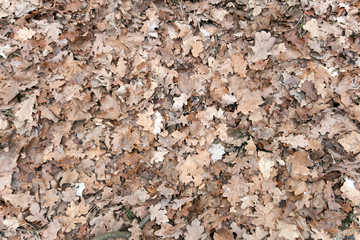Autumn leaves on the ground