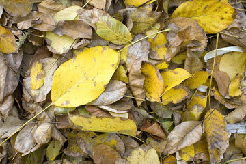 Autumn leaves on the ground