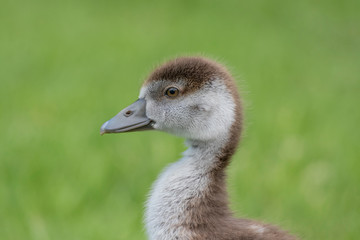 Fototapeta premium Portrait of a young goose