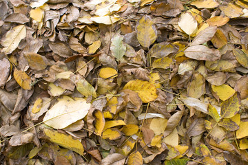 Autumn leaves on the ground