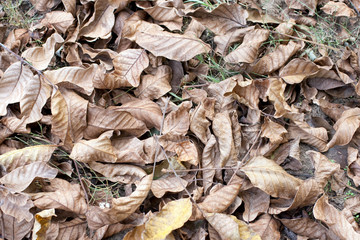 Autumn leaves on the ground