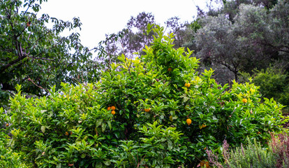 Fototapeta na wymiar Lemons hanging from a tree in a lemon grove.