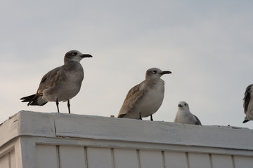 seagulls line up perched on top of a building at sundown