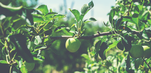 Organic green apples hanging on a tree branch in an apple orchard in early summer.
