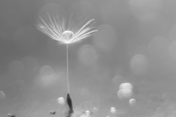 Fototapeta premium On a blurry blue background, a dandelion fluff with a drop of water and bokeh. Selective focus. Macro photography.