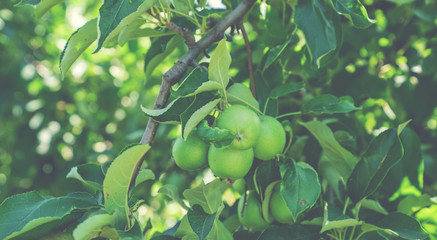 Organic green apples hanging on a tree branch in an apple orchard in early summer.