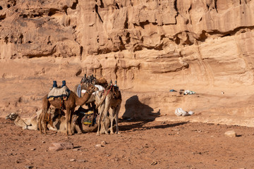 Campo de nomadas Beduinos con camellos. Wadi Rum, Jordania