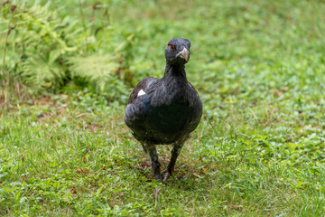 Male capercaillie, Tetrao urogallus, in lek site situating in pine in bavarian forest.