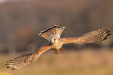 kestrel	