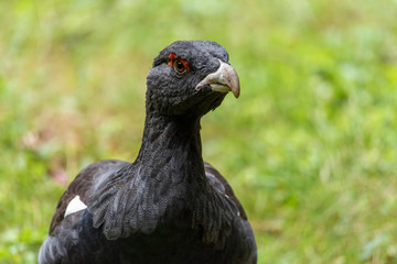 Male capercaillie, Tetrao urogallus, in lek site situating in pine in bavarian forest.