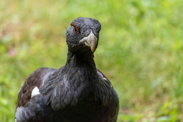 Male capercaillie, Tetrao urogallus, in lek site situating in pine in bavarian forest.