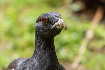 Male capercaillie, Tetrao urogallus, in lek site situating in pine in bavarian forest.