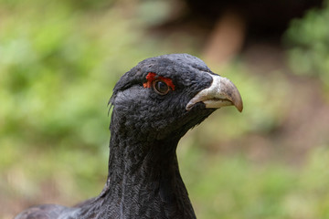 Male capercaillie, Tetrao urogallus, in lek site situating in pine in bavarian forest.