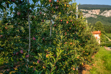 Fototapeta na wymiar Agriculture. Rows of apple trees grow. Fruit production region. Trentino Alto Adige, Italy, Europe. Agri tourism. Tourist travel visiting apple orchards site. Fruit production region.