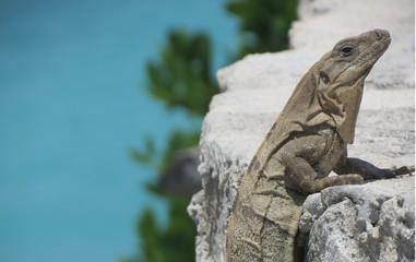 Iguana 