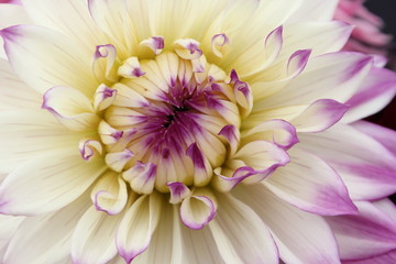 Cream yellow and lavender dahlia flower from garden. 