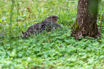 Female capercaillie, Tetrao urogallus, in lek site situating in pine in bavarian forest.