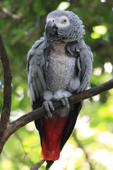 Parrot on a Branch