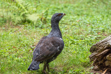 Male capercaillie, Tetrao urogallus, in lek site situating in pine in bavarian forest.