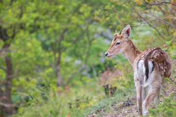 Young white tailed deer