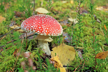 Amanita muscaria