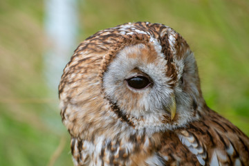 Portrait of a tawny owl (Strix aluco)