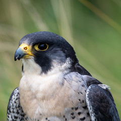 Portrait of a Peregrine Falcon (Falco peregrinus)