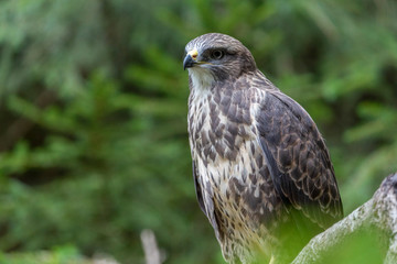 Banner format photo of a Common Buzzard (Buteo buteo)