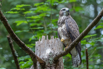 Banner format photo of a Common Buzzard (Buteo buteo)