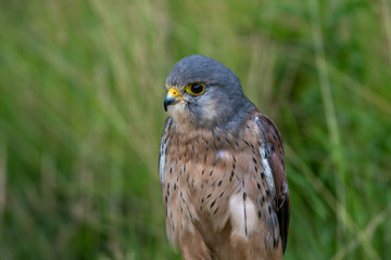 Portrait of a Common Kestrel (Falco tinnunculus)