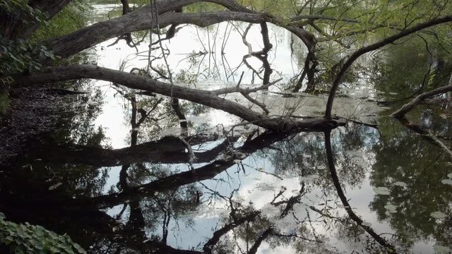 Pond, Nenuphar, Algae in Summer.  Tree Branch Through Water. Sky Reflection. 4K