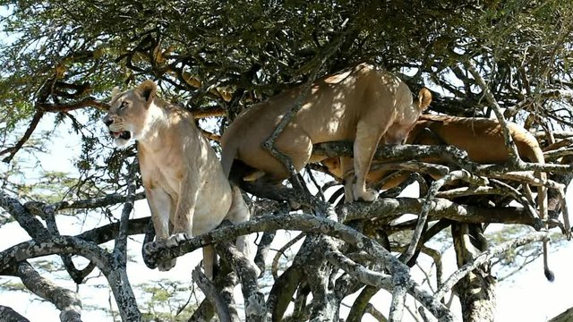 L&ouml;wen in einem Baum in Kenia