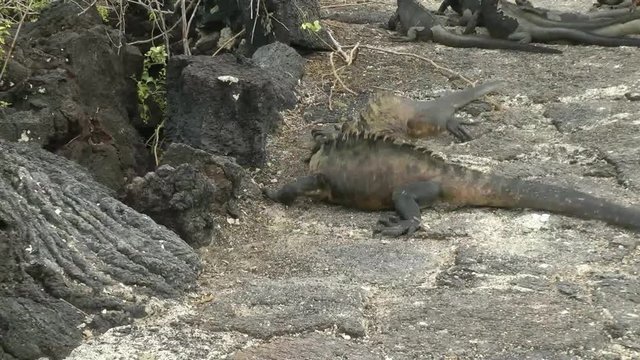 Galapagos Meerechsen k&auml;mpfen