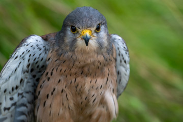 Portrait of a Common Kestrel (Falco tinnunculus)
