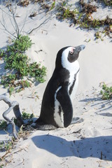 African Penguin  